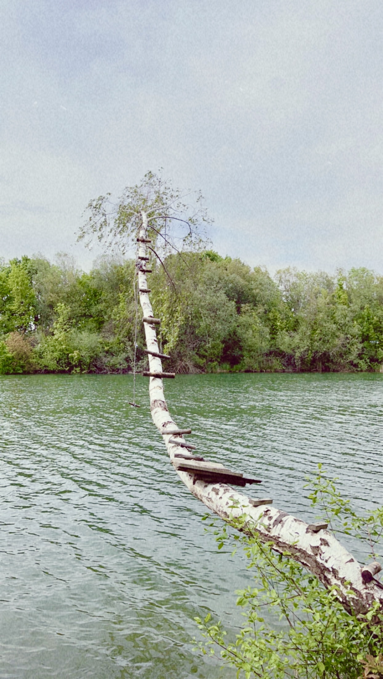 A rope swing hangs over a river from a tree